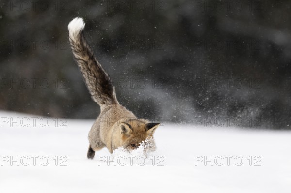 Red fox in the snow, Steinborn, Rhineland-Palatinate, Germany, Europe