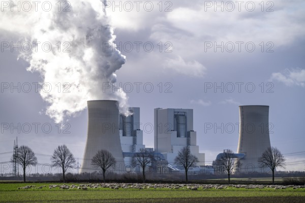 RWE Power lignite-fired power plant Neurath, near Grevenbroich, power plant units F and G, cooling towers, country road, sheep on a pasture in front of the lignite-fired power plant, North Rhine-Westphalia, Germany, Europe