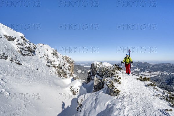 Ski tourer carrying skis on his back, on a mountain ridge, on the ascent to the Teufelstättkopf, Snow-covered mountain landscape, Mountain panorama, Ammergau Alps, Bavaria, Germany, Europe