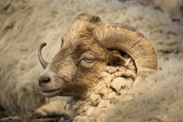 Sheep ram with horns, portrait, Ouessant sheep (Breton dwarf sheep), grazing. Germany