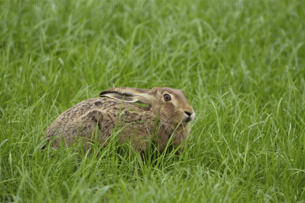 European brown hare (Lepus europaeus) adult animal resting in grassland, England, United Kingdom, Europe