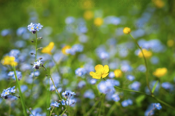 Yellow buttercups (Ranunculus acris) and wild blue-flowering forget-me-nots (Myosotis) in a meadow. Focus on a yellow flower in the foreground, flowers in the background out of focus. Close-up