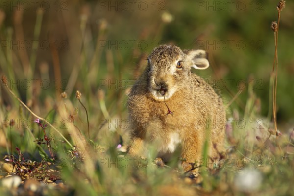 European brown hare (Lepus europaeus) juvenile baby leveret animal feeding in grassland in summer, England, United Kingdom, Europe