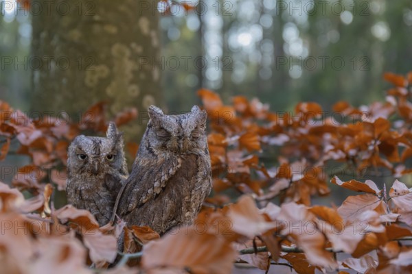 Two Eurasian scops owls (Otus scops)sitting on a twig of a beech tree, embedded in brown leafs