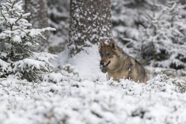 One young male eurasian gray wolf (Canis lupus lupus) running towards the camera over a snow covered meadow during snowfall. White meadow and dark forest in the background