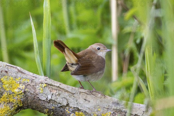 Nightingale (Luscinia megarhynchos) Germany