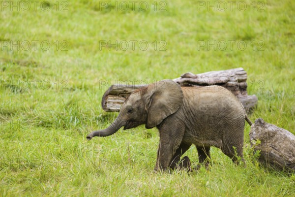 4 months old African baby elephant (Loxodonta africana) walks over a green meadow