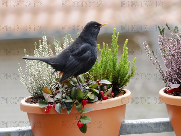 Blackbird (Turdus merula), adult male, perched in a balcony plant pot, in wintertime, Hesse, Germany, Europe
