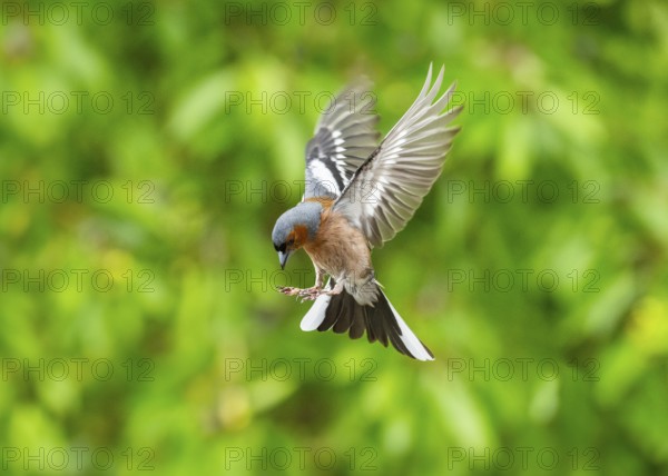 Common Chaffinch (Fringilla coelebs), adult male in flight, about to land, Hesse, Germany, Europe