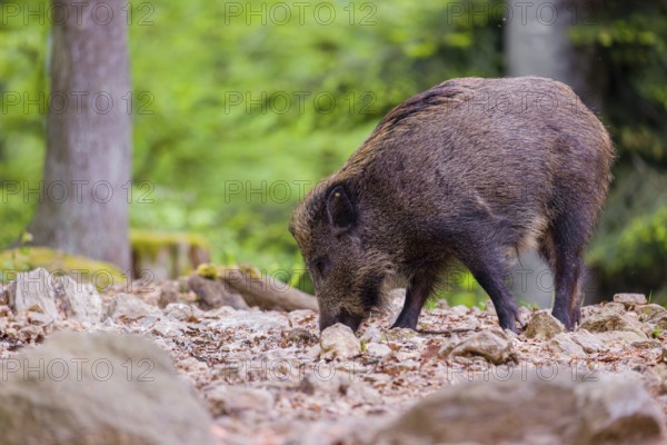 Wild boar (Sus scrofa) forages for food on the forest floor