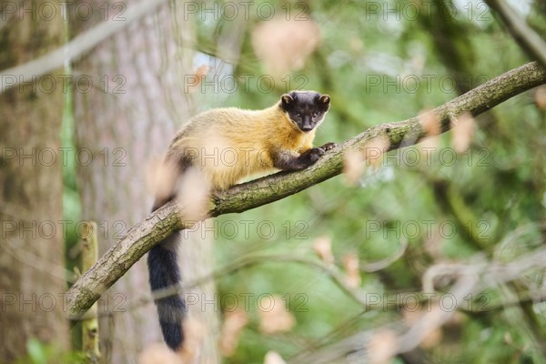 Yellow-throated marten (Martes flavigula) on a branch, Germany, Europe