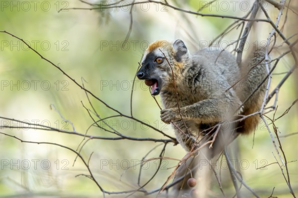 Red-fronted lemur (Eulemur rufifrons), eating a fruit, sitting in a tree, Bemanonga, Menabe, Madagascar, Africa