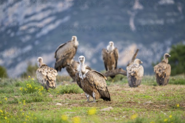 Gathering of griffon vultures (Gyps fulvus) at a flowering meadow in autumn, Pyrenees, Catalonia, Spain, Europe