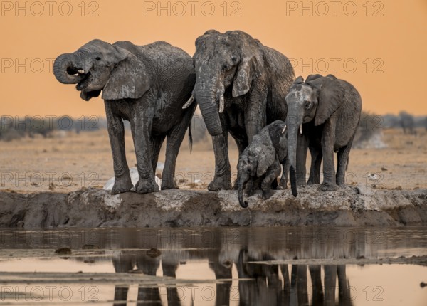 African elephant (Loxodonta africana), group with young, drinking at waterhole, reflection, at sunset, Nxai Pan National Park, Botswana, Africa