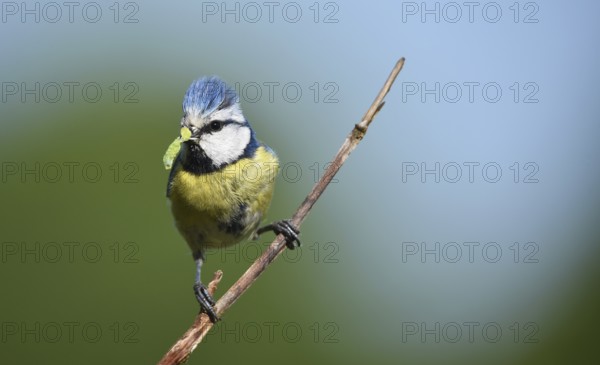 Blue tit, (Cyanistes caeruleus) with insect in beak, Schleswig-Holstein, Germany, Europe