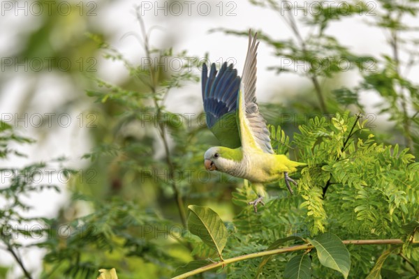 Monk parakeet (Myiopsitta monachus), flying out of a bush, North Pantanal, Barão de Melgaço, Joselândia, Mato Grosso, Brazil, South America