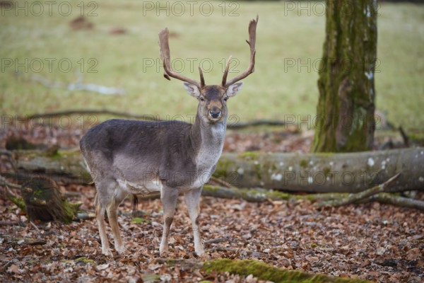 Fallow deer (Dama dama), stag with large antlers standing vigil in autumn forest, Germany, Europe