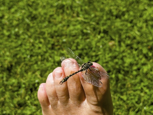 Onychogomphus forcipatus (Onychogomphus forcipatus) sitting on foot toe, Lake Neubeur, Bavaria, Germany, Europe