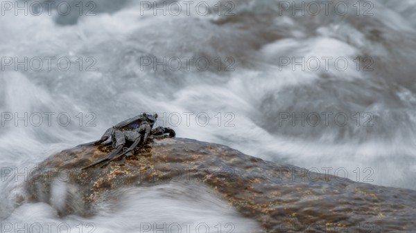Crab (Brachyura), sitting on rocks, sea spray, La Gomera, Canary Islands, Spain, Europe