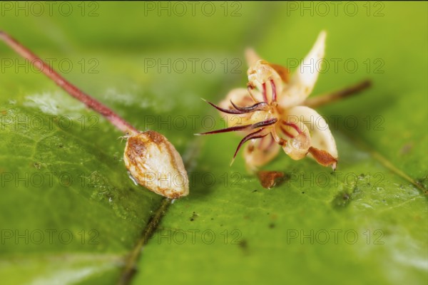Cocoa blossom, cocoa (Theobroma cacao), Costa Rica, Central America