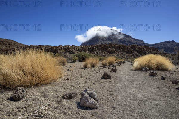 Faded Teide gorse and the summit of Montaña Guajara, also: Alto de Guajara, 2715m, crater walls, Caldera de las Cañadas, a huge volcanic cauldron, Teide National Park, Parque Nacional del Teide, Tenerife, Canary Islands, Spain, Europe