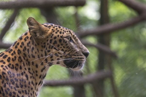 One Sri Lanka Leopard, Panthera pardus kotiya, sideview portrait