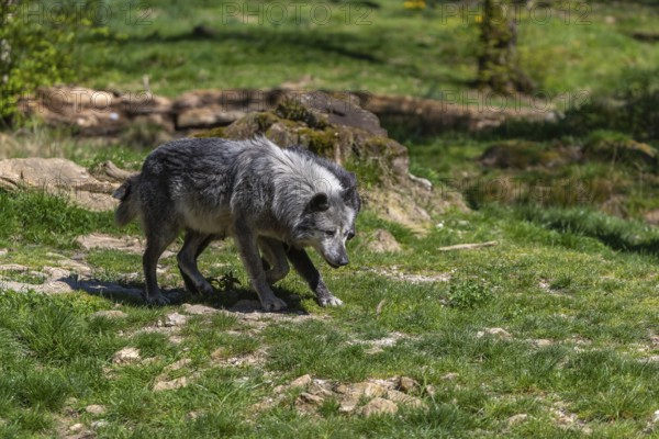 Two Timberwolves, Canis lupus lycaon, walking over green grass in an opening of a forest Trees and green grass in the background