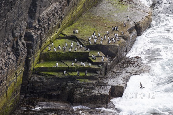 Guillemot (Uria aalge), small colony on a rocky outcrop surrounded by sea spray, Orkney Islands, Scotland, Great Britain
