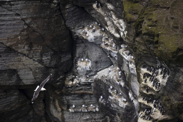 Great black-backed gull (Larus marinus) flying in front of a rock face with guillemots (Uria aalge) and kittiwakes (Rissa tridactyla), Orkney Islands, Scotland, Great Britain