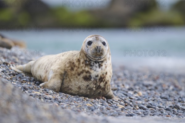 Grey seal (Halichoerus grypus) on the beach on the edge of the water with the sea in the background, Düne, Helgoland, Schleswig-Holstein, Germany, Europe