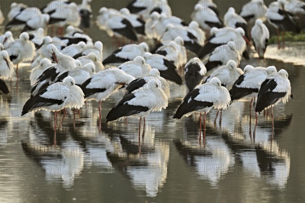 White storks (Ciconia ciconia), large flock roosting in shallow water, Flachsee, Canton Aargau, Switzerland, Europe