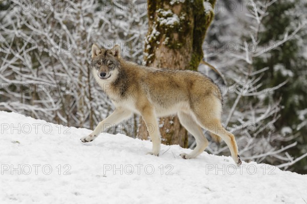 A young grey wolf (Canis lupus lupus) runs across the sloping, snow-covered meadow at the edge of a forest on a cold, cloudy day