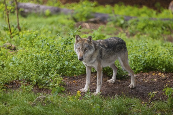 One adult male eurasian gray wolf (Canis lupus lupus) walking through the green undergrowth at a forest edge