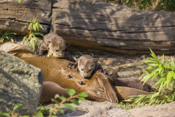 A female giant otter or giant river otter (Pteronura brasiliensis) nurses her young and plays with them