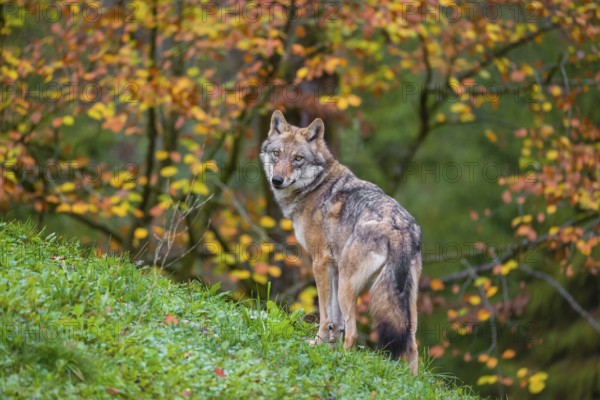 An adult male eurasian gray wolf (Canis lupus lupus) stands on a green meadow on hilly terrain. Fall foliage is in the foreground