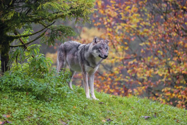 An adult male eurasian gray wolf (Canis lupus lupus) stands on a green meadow on hilly terrain. A forest in fall foliage is in the background
