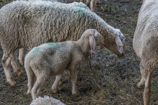 Merinoland sheep, mother with lamb on the pasture, Thuisbrunn, Upper Franconia, Bavaria, Germany, Europe