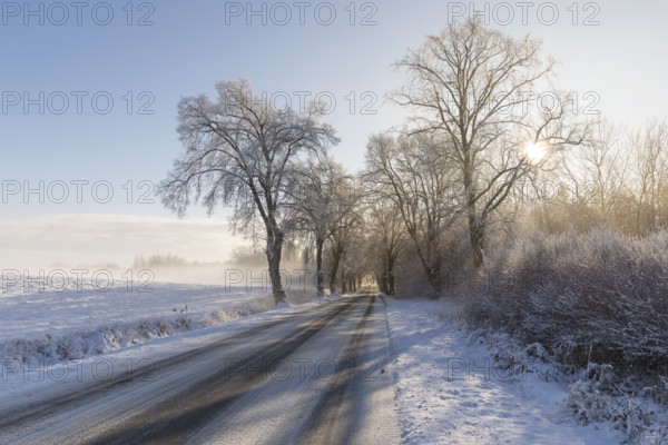 Snow-covered road, wintry avenue with fog and sun near Neukloster, Mecklenburg-Vorpommern, Germany, Europe