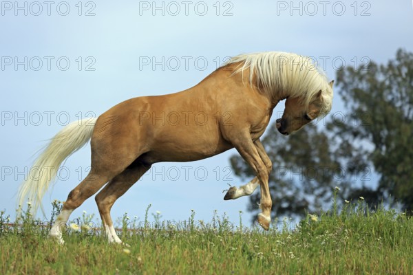 Andalusian, running, dun, horse