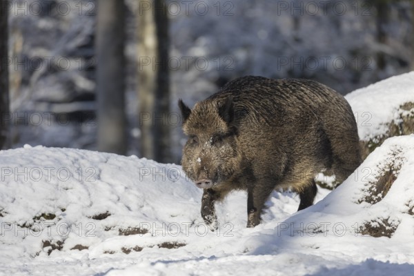 Wild boar or wild pig (Sus scrofa), walking through snow covered forest