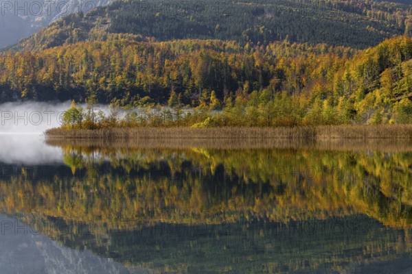 Lake Almsee in autumn with a forest reflected in the lake. A slowly dissipating fog moves over the lake