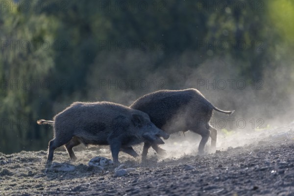 Two young wild boar or wild pig (Sus scrofa), play fighting on dusty soil with a green forest in the background