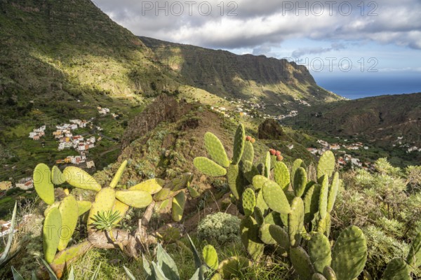 Cactus in the valley of Hermigua, La Gomera, Canary Islands, Spain, Europe