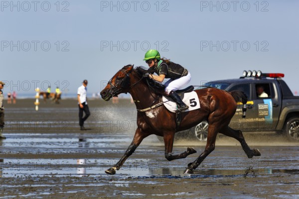 Rider, horsewoman, horse at a gallop, gallop race in the mudflats, Duhner Wattrennen 2019, Duhnen, Cuxhaven, UNESCO World Heritage Wadden Sea, North Sea, Lower Saxony, Germany, Europe