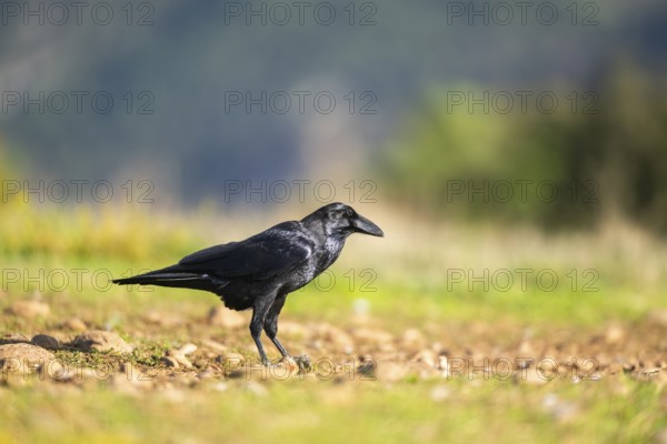 Common raven (Corvus corax) on a meadow in autumn, Pyrenees, Catalonia, Spain, Europe