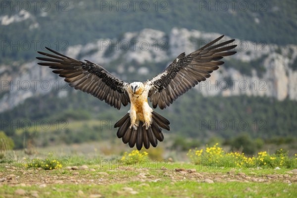 Bearded Vulture (Gypaetus barbatus) adult bird in flight with mountains in the backround, Pyrenees, Lleida, Spain, Europe
