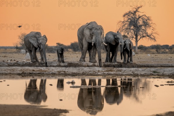 African elephant (Loxodonta africana), group with young, drinking at waterhole, reflection, at sunset, Nxai Pan National Park, Botswana, Africa