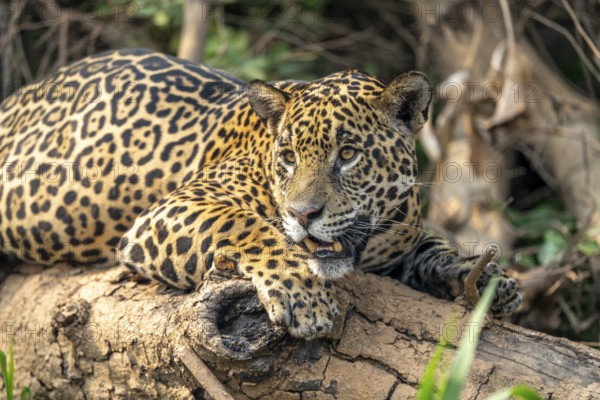 Jaguar (Panthera onca), lying on a fallen tree trunk, North Pantanal, Barão de Melgaço, Joselândia, Mato Grosso, Brazil, South America