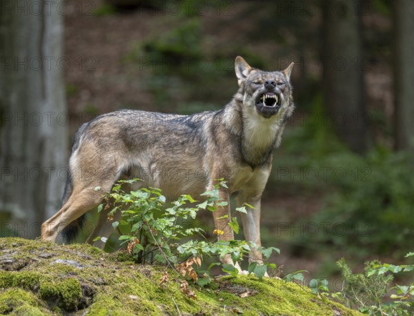 Wolf (Canis lupus) standing on a moss-covered rock and baring its teeth, captive, Bavarian Forest National Park, Bavaria, Germany, Europe