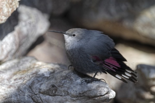 Wallcreeper (Tichodroma muraria), standing on rocks, captive, Alpenzoo Innsbruck, Tyrol, Austria, Europe